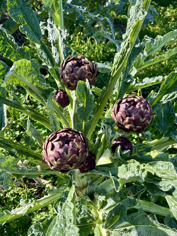 Carciofi