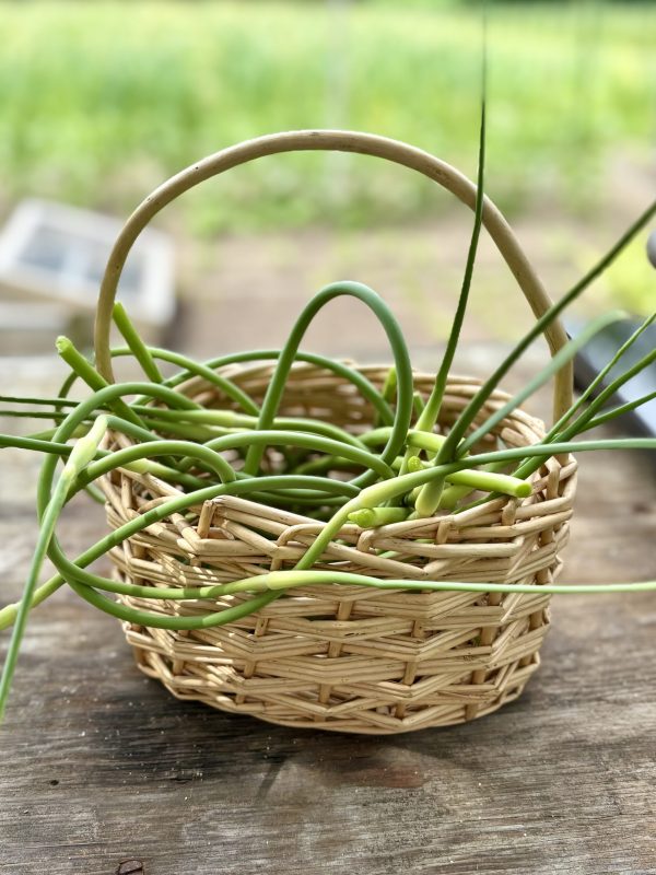 Garlic Scapes