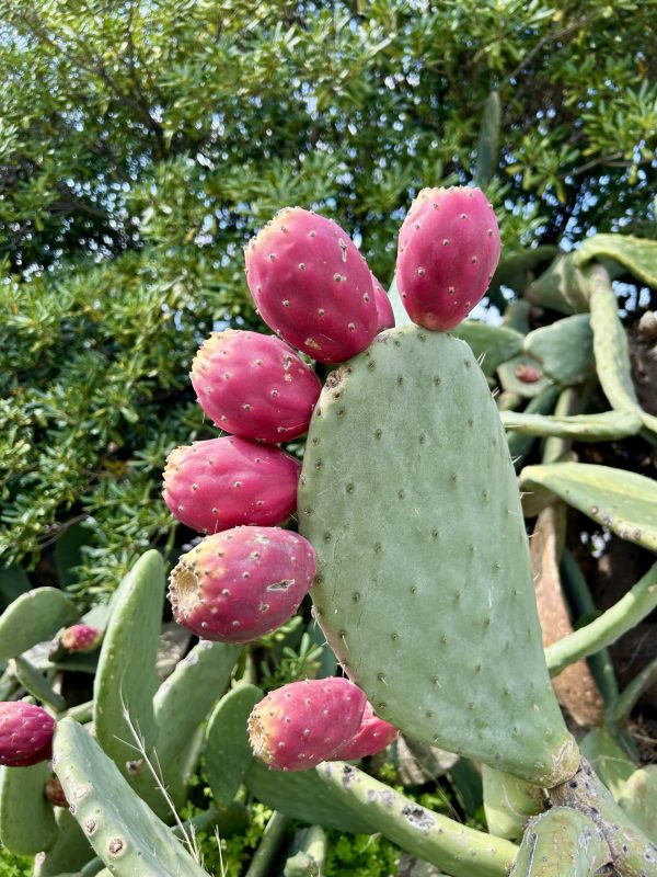 Prickly Pears